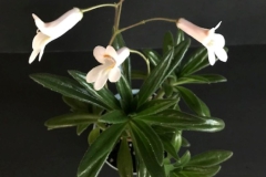 Primulina 'Minnie Pearl' Barb Borleske, DE Primulina 'Minnie Pearl' Barb Borleske, DE