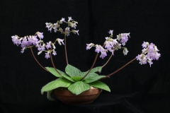 Primulina 'Purple Beauty' Haixia Yan, Guangxi (China) Primulina 'Purple Beauty' Haixia Yan, Guangxi (China)