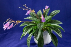 Primulina 'Stardust' Alcie Maxwell, LA Primulina 'Stardust' Alcie Maxwell, LA