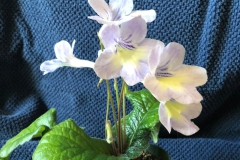 Streptocarpus 'Bristol's Solar Wind' Ray Coyle, NY