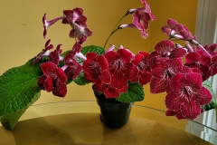 Streptocarpus 'DS-Strawberry' Terri Vincenzi, IN Streptocarpus 'DS-Strawberry' Terri Vincenzi, IN