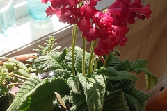Streptocarpus 'Dale's Gingersnaps' Ron Myhr, ON (Canada)