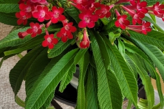 Streptocarpus 'Dale's Smoking Hot' Terri Vicenzi, IN Streptocarpus 'Dale's Smoking Hot' Terri Vicenzi, IN