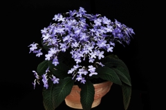 Streptocarpus 'Falling Stars' Jiaqi Qin, Shanghai (China) Streptocarpus 'Falling Stars' Jiaqi Qin, Shanghai (China)