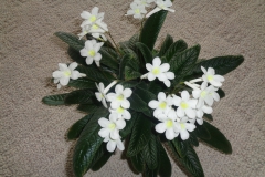 Streptocarpus 'Heartland's White Gold' Kathy Lahti, MN Streptocarpus 'Heartland's White Gold' Kathy Lahti, MN