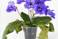 Streptocarpus hybrid A Monica Harta, Gilau (Romania) Streptocarpus hybrid A Monica Harta, Gilau (Romania)
