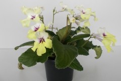 Streptocarpus hybrid B Monica Harta, Gilau (Romania) Streptocarpus hybrid B Monica Harta, Gilau (Romania)