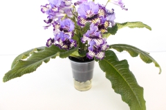 Streptocarpus hybrid C Monica Harta, Gilau (Romania) Streptocarpus hybrid C Monica Harta, Gilau (Romania)