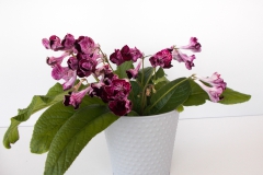 Streptocarpus hybrid D Monica Harta, Gilau (Romania) Streptocarpus hybrid D Monica Harta, Gilau (Romania)