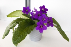 Streptocarpus hybrid E Monica Harta, Gilau (Romania) Streptocarpus hybrid E Monica Harta, Gilau (Romania)
