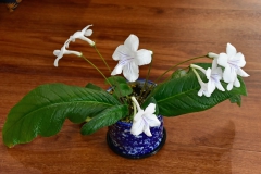 Streptocarpus hybrid Neville Pope, SA (Australia) Streptocarpus hybrid Neville Pope, SA (Australia)