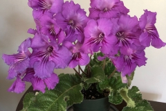 Streptocarpus 'Iced Amethyst Showoff' Doreen Dragon, AB (Canada) Streptocarpus 'Iced Amethyst Showoff' Doreen Dragon, AB (Canada)