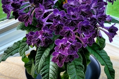 Streptocarpus 'Little Kan' Terri Vicenzi, IN Streptocarpus 'Little Kan' Terri Vicenzi, IN