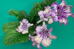 Streptocarpus 'Picnic' Terry Jordan, FL Streptocarpus 'Picnic' Terry Jordan, FL