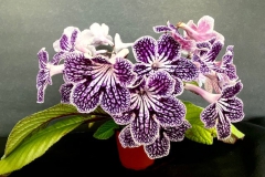 Streptocarpus 'Polka-Dot Purple' Beverly Wombold, AZ Streptocarpus 'Polka-Dot Purple' Beverly Wombold, AZ