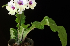 Streptocarpus 'Roma' Linda Minnis, IL Streptocarpus 'Roma' Linda Minnis, IL