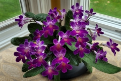 Streptocarpus 'SYB-Neon Joy' Terri Vicenzi, IN Streptocarpus 'SYB-Neon Joy' Terri Vicenzi, IN