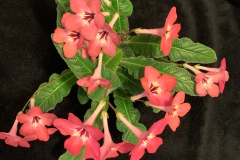 Streptocarpus 'Salmon Sunset' Terry Jordan, FL Streptocarpus 'Salmon Sunset' Terry Jordan, FL