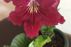 Streptocarpus 'Steffano's Jester' Leonard Re, CA Streptocarpus 'Steffano's Jester' Leonard Re, CA