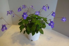 Streptocarpus subgenus Streptocarpella 'Concord Blue' William C. Schmidt, VA Streptocarpus subgenus Streptocarpella 'Concord Blue' William C. Schmidt, VA
