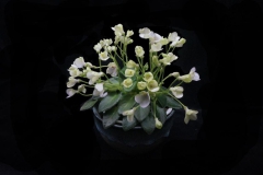 Saintpaulia 'Emerald Bell' (sport)Jian An Zhang, Guangdong (China)