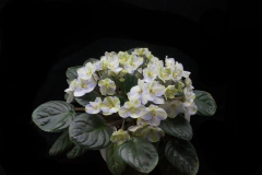 Saintpaulia 'Emerald Love' (sport)Jian An Zhang, Guangdong (China)