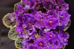 Saintpaulia 'Hunter's Twilight Glow' Mary Corondan, TX