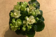 Saintpaulia 'Irish Flirt' La Donna Hopson, VA
