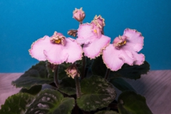 Saintpaulia 'LE-Pannochka' Louise Cheung, ON (Canada)