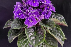 Saintpaulia 'LE-Prekrasnaia Kreolka' Mary Corondan, TX