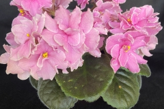 Saintpaulia 'Maggie Lee' Beverly Wombold, AZ