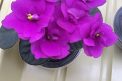 Saintpaulia 'Optimara Little Blackfoot' Leonard Re, CA