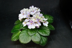 Saintpaulia 'Optimara Little Trio' Sherry Mierau, AB (Canada)