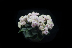 Saintpaulia 'Petite Blarney' Jian An Zhang, Guangdong (China)
