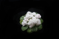 Saintpaulia 'Emerald Snow' Jian An Zhang, Guangdong (China)