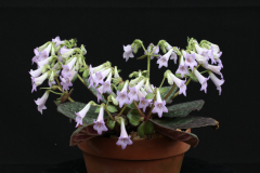 Primulina 'Yuyan' Haixia Yan, Guangxi (China)