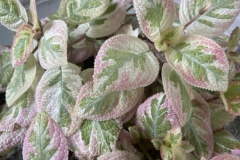 Episcia 'Unpredictable Valley’Mary Schaeffer, Massachusetts (USA)