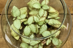 Episcia cultivar – Stephen Maciejewski, Pennsylvania (USA)