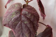 Smithiantha 'Sassy Redhead' × S.  'An's Sognare Firenze'Karyn Cichocki, 	New Jersey (USA)