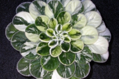 Petrocosmea sericea 'Ice Shards' Dale Martens, Iowa (USA)