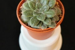 Primulina gemella  Linda Minnis, Illinois (USA)