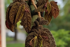 Columnea purpureovittata Matthew Winschel, NY