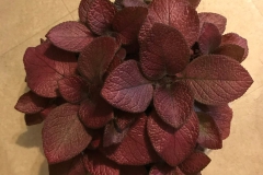 Episcia 'Alice's Aussie' La Donna Hopson, VA