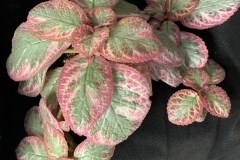 Episcia 'Cleopatra' (Canadian clone)  Mary Lou Harden, FL