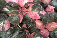Episcia 'Ember Lace' Doreen Dragon, AB (Canada)