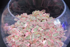 Episcia 'Pink Smoke' Leslie Ann Miller, PA