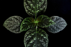 Kohleria 'Sunshine'  Panagiotis Mperetzikis, Thessaloniki (Greece)