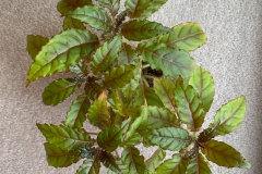Nautilocalyx forgetii Terry Jordan, FL