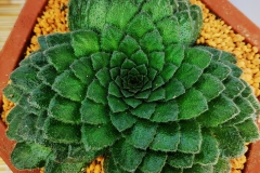 Petrocosmea minor Qiu Zhi-Jing, Shenzen (China)
