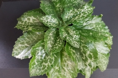 Primulina dryas 'Hisako' Bobbi Johannsen, FL